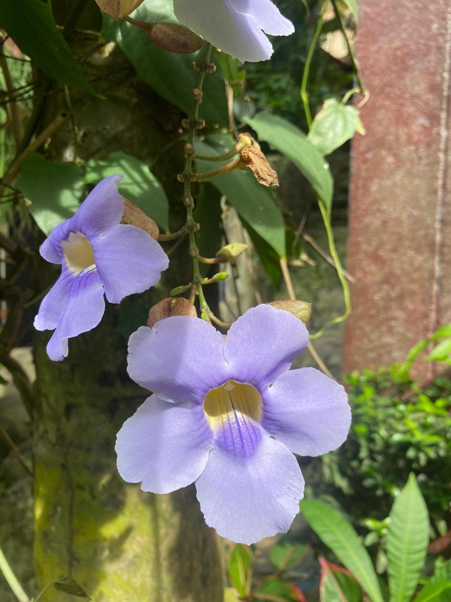 Eco Hostal La Perla Tayrona Zaino Eksteriør billede